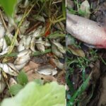 সীতাকুণ্ডে বন্যায় কোটি টাকার মাছের ক্ষতি, সহায়তার অপেক্ষায় দিশেহারা চাষিরা