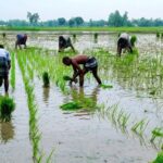 দিনাজপুরের খানসামায় আমন চাষে ব্যস্ত কৃষক সোনালি স্বপ্নের প্রত্যাশায় মাঠে প্রাণচাঞ্চল্য