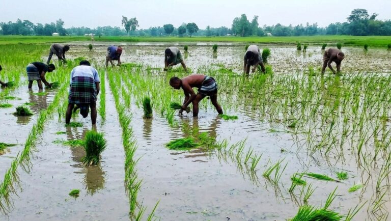 দিনাজপুরের খানসামায় আমন চাষে ব্যস্ত কৃষক সোনালি স্বপ্নের প্রত্যাশায় মাঠে প্রাণচাঞ্চল্য