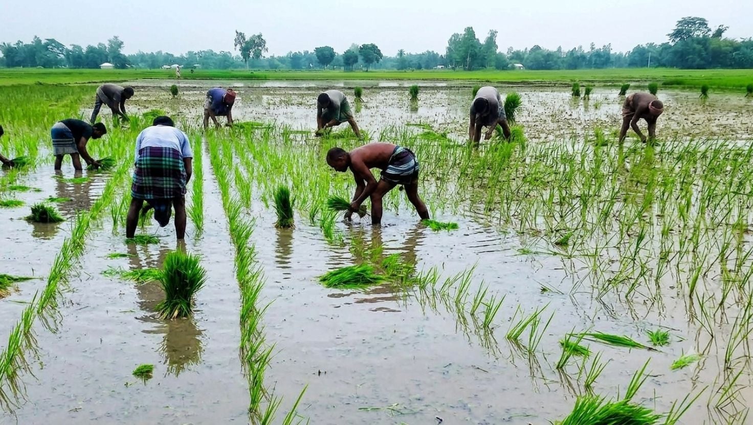 দিনাজপুরের খানসামায় আমন চাষে ব্যস্ত কৃষক সোনালি স্বপ্নের প্রত্যাশায় মাঠে প্রাণচাঞ্চল্য