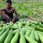 চুয়াডাঙ্গায় কৃষকের ১৫ কাঠা জমির লাউগাছ কেটে সাবাড় করেছে দুর্বৃত্তরা