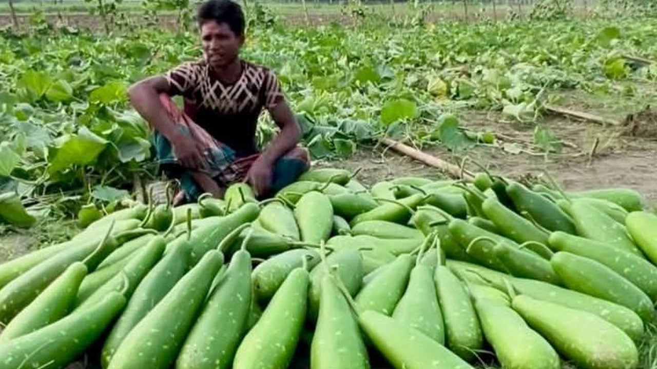 চুয়াডাঙ্গায় কৃষকের ১৫ কাঠা জমির লাউগাছ কেটে সাবাড় করেছে দুর্বৃত্তরা