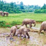 গারো পাহাড়ে মানুষ ও হাতির প্রাণঘাতী সংঘাত বাড়ছেই ১২ বছরে প্রাণ হারিয়েছেন ৮৪ জন