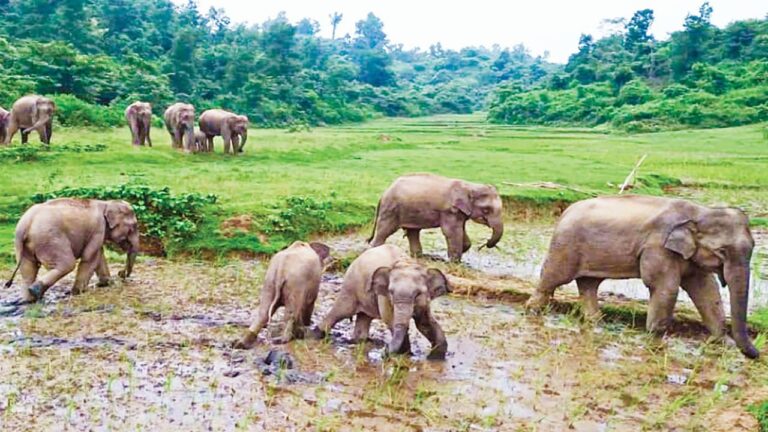 গারো পাহাড়ে মানুষ ও হাতির প্রাণঘাতী সংঘাত বাড়ছেই ১২ বছরে প্রাণ হারিয়েছেন ৮৪ জন