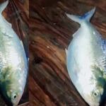 লক্ষ্মীপুরে সাড়ে ১০ হাজার টাকায় বিক্রি হলো দুই কেজি ৩০০ গ্রামের রাজা ইলিশ
