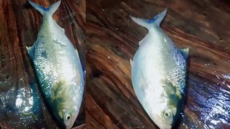 লক্ষ্মীপুরে সাড়ে ১০ হাজার টাকায় বিক্রি হলো দুই কেজি ৩০০ গ্রামের রাজা ইলিশ