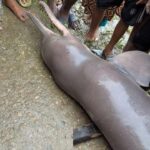 অষ্টগ্রামে মৃত গাঙ্গেয় শুশুক উদ্ধার, তেল সংগ্রহের উদ্দেশ্যে কেটে ভাগ করে নিলেন জেলেরা