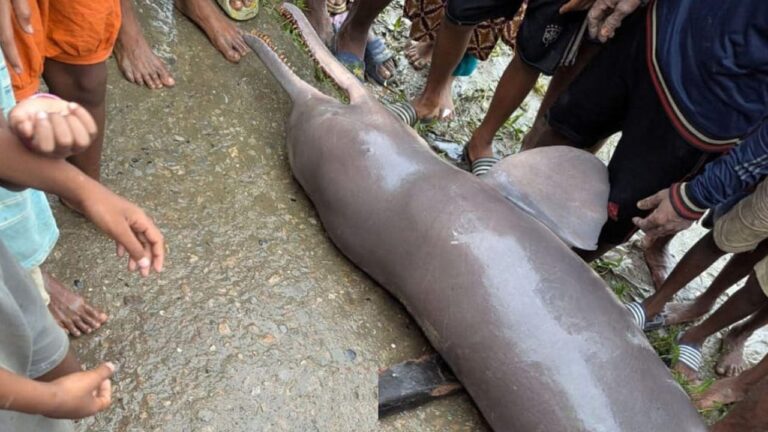 অষ্টগ্রামে মৃত গাঙ্গেয় শুশুক উদ্ধার, তেল সংগ্রহের উদ্দেশ্যে কেটে ভাগ করে নিলেন জেলেরা
