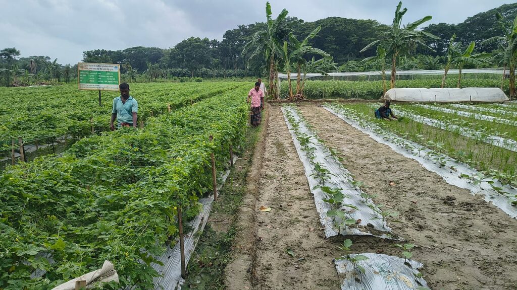 Mulching method boosts vegetable yields and profits for farmers in Jashore