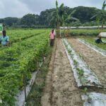 Mulching method boosts vegetable yields and profits for farmers in Jashore