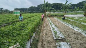 Mulching method boosts vegetable yields and profits for farmers in Jashore