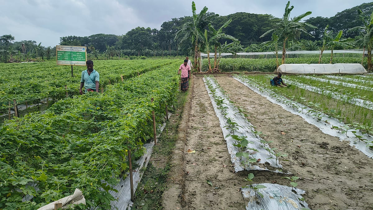 Mulching method boosts vegetable yields and profits for farmers in Jashore