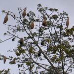 Weaver birds turn Maulvibazar silk cotton tree into architectural sanctuary