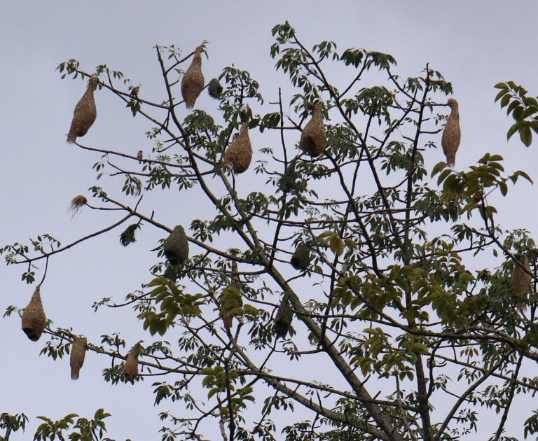 Weaver birds turn Maulvibazar silk cotton tree into architectural sanctuary