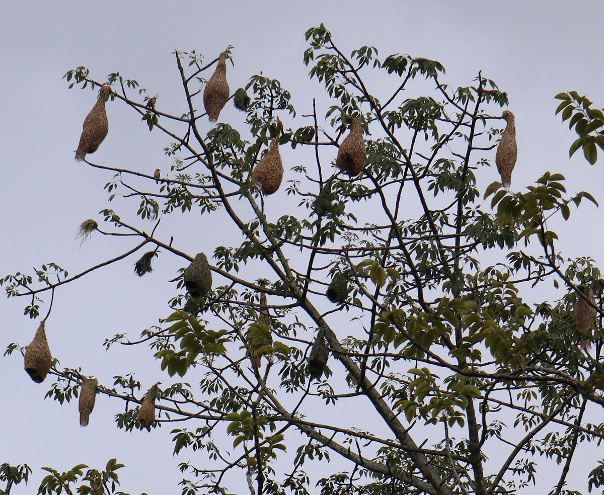Weaver birds turn Maulvibazar silk cotton tree into architectural sanctuary