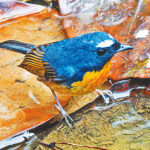 Rare Snowy-Browed Flycatcher Spotted in Bangladeshs Satchari National Park