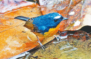 Rare Snowy-Browed Flycatcher Spotted in Bangladeshs Satchari National Park