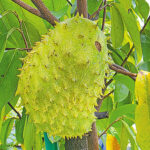 Soursop Gains Popularity in Bangladesh Amid Unverified Health Claims