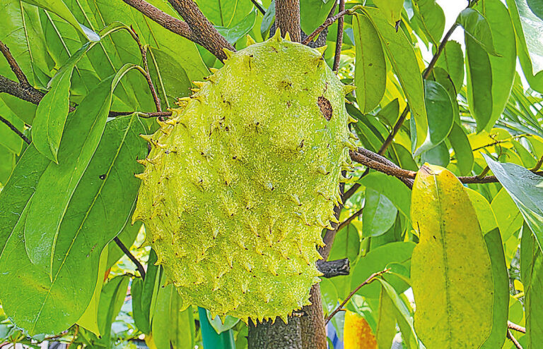 Soursop Gains Popularity in Bangladesh Amid Unverified Health Claims