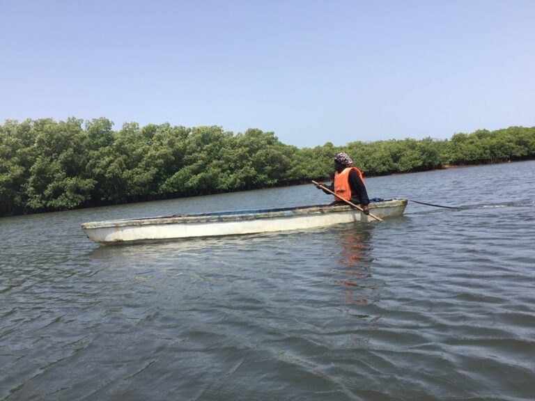 ম্যানগ্রোভ বন রক্ষায় গাম্বিয়ার নারীদের লড়াই ও টিকে থাকার গল্প