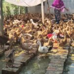 ক্ষুদ্র কৃষকের আয়ের মূল ভরসা এখন পশুপালন জরিপে উঠে এল বিবিএসের তথ্য