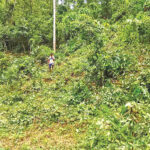 Lawmaker-brokered land deal in Moulvibazar draws scrutiny amid court-ordered status quo