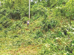Lawmaker-brokered land deal in Moulvibazar draws scrutiny amid court-ordered status quo