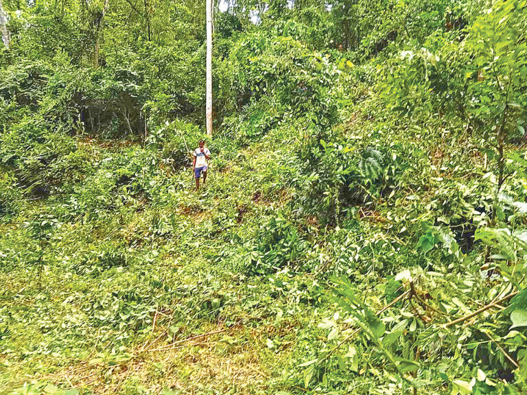 Lawmaker-brokered land deal in Moulvibazar draws scrutiny amid court-ordered status quo