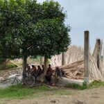 Dilapidated shelter leaves Kushtia farmers exposed to elements years after cyclone damage