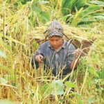 Shrinking Land and Generational Shifts Threaten Traditional Hill Farming in Chittagong