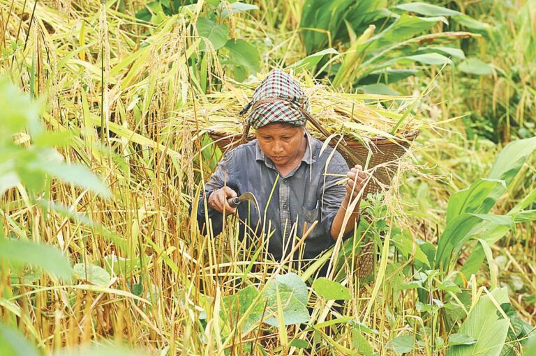 Shrinking Land and Generational Shifts Threaten Traditional Hill Farming in Chittagong
