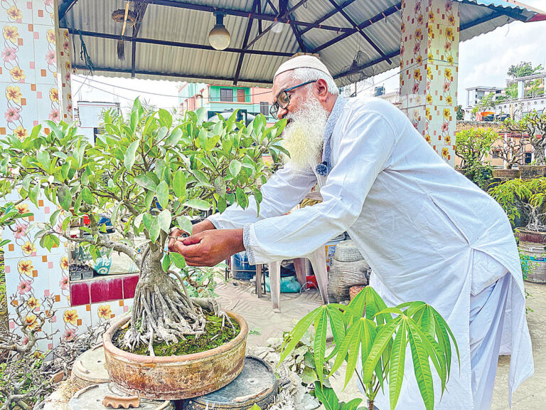 Retired Television Official Cultivates Extensive Bonsai Collection in Comilla Home