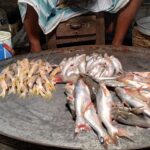 Organized poaching rings drive Pangasius stocks to brink of collapse in southern Bangladesh rivers