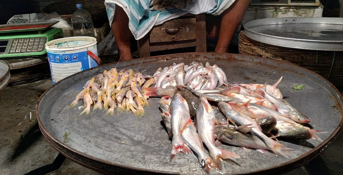 Organized poaching rings drive Pangasius stocks to brink of collapse in southern Bangladesh rivers