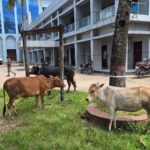 Srimangal Municipality Impounds Stray Cattle Following Public Nuisance Complaints