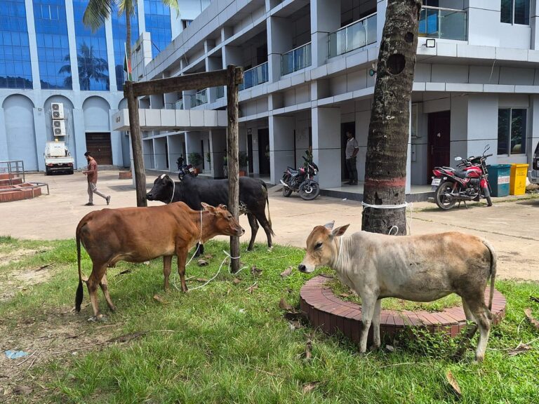Srimangal Municipality Impounds Stray Cattle Following Public Nuisance Complaints