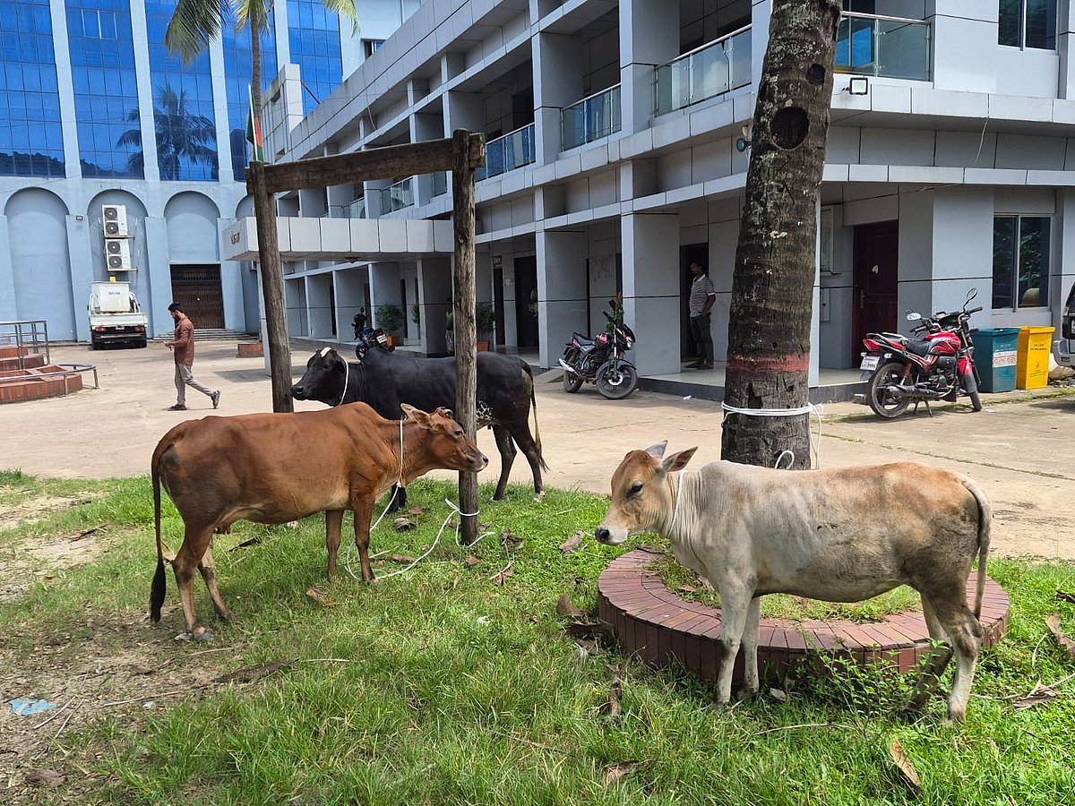 Srimangal Municipality Impounds Stray Cattle Following Public Nuisance Complaints
