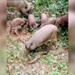 Wild Boars Attack Python to Rescue Piglet at Chittagong University