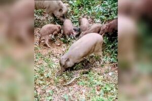Wild Boars Attack Python to Rescue Piglet at Chittagong University