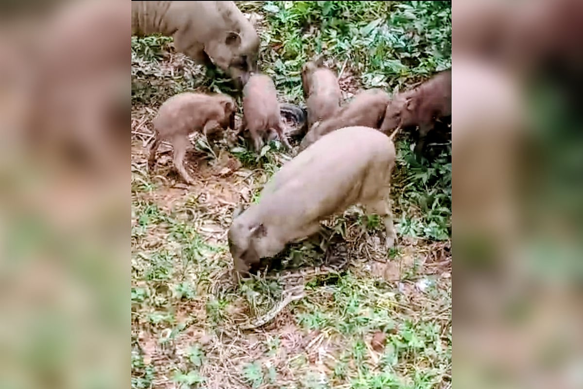 Wild Boars Attack Python to Rescue Piglet at Chittagong University