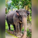 Captive Elephant Dies From Illness in Moulvibazar Forest