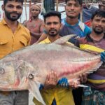 54-Kilogram Giant Trevally Caught in Bay of Bengal Fetches Premium Price at Patuakhali Market