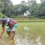 Pressure mounts on agricultural officials to greenlight solar power plant on farmland in Bhaluka