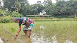 Pressure mounts on agricultural officials to greenlight solar power plant on farmland in Bhaluka