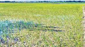 বৃষ্টির অভাবে ফুলপুরে আমন আবাদ নিয়ে দুশ্চিন্তায় কৃষক বাড়ছে উৎপাদন ব্যয়