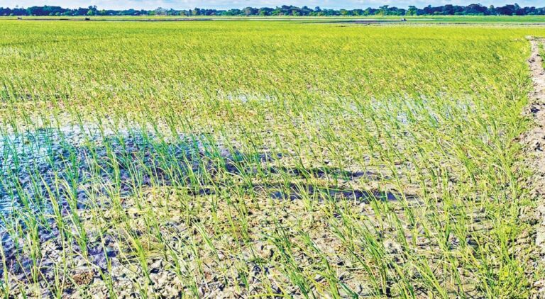 বৃষ্টির অভাবে ফুলপুরে আমন আবাদ নিয়ে দুশ্চিন্তায় কৃষক বাড়ছে উৎপাদন ব্যয়