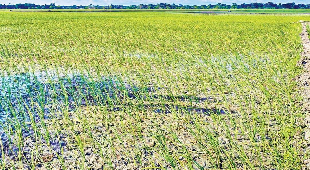 বৃষ্টির অভাবে ফুলপুরে আমন আবাদ নিয়ে দুশ্চিন্তায় কৃষক বাড়ছে উৎপাদন ব্যয়
