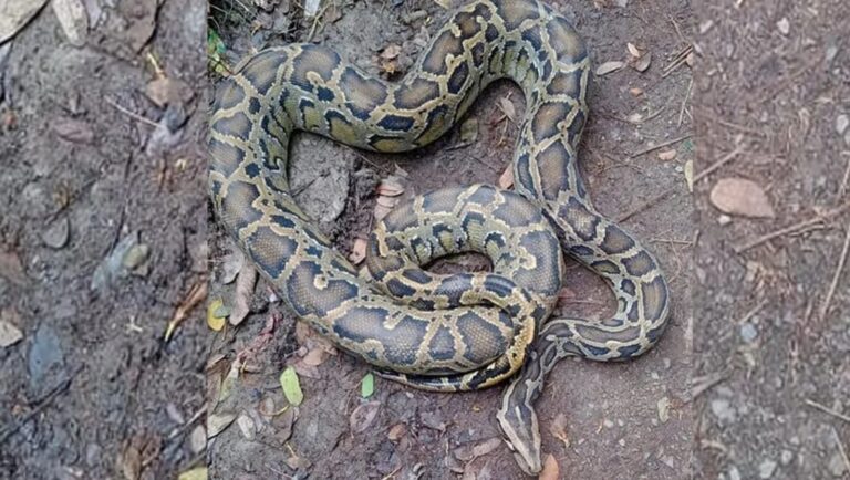 বোয়ালখালীতে জালে আটকা পড়া ১২ ফুট দীর্ঘ অজগর উদ্ধার ও অবমুক্ত