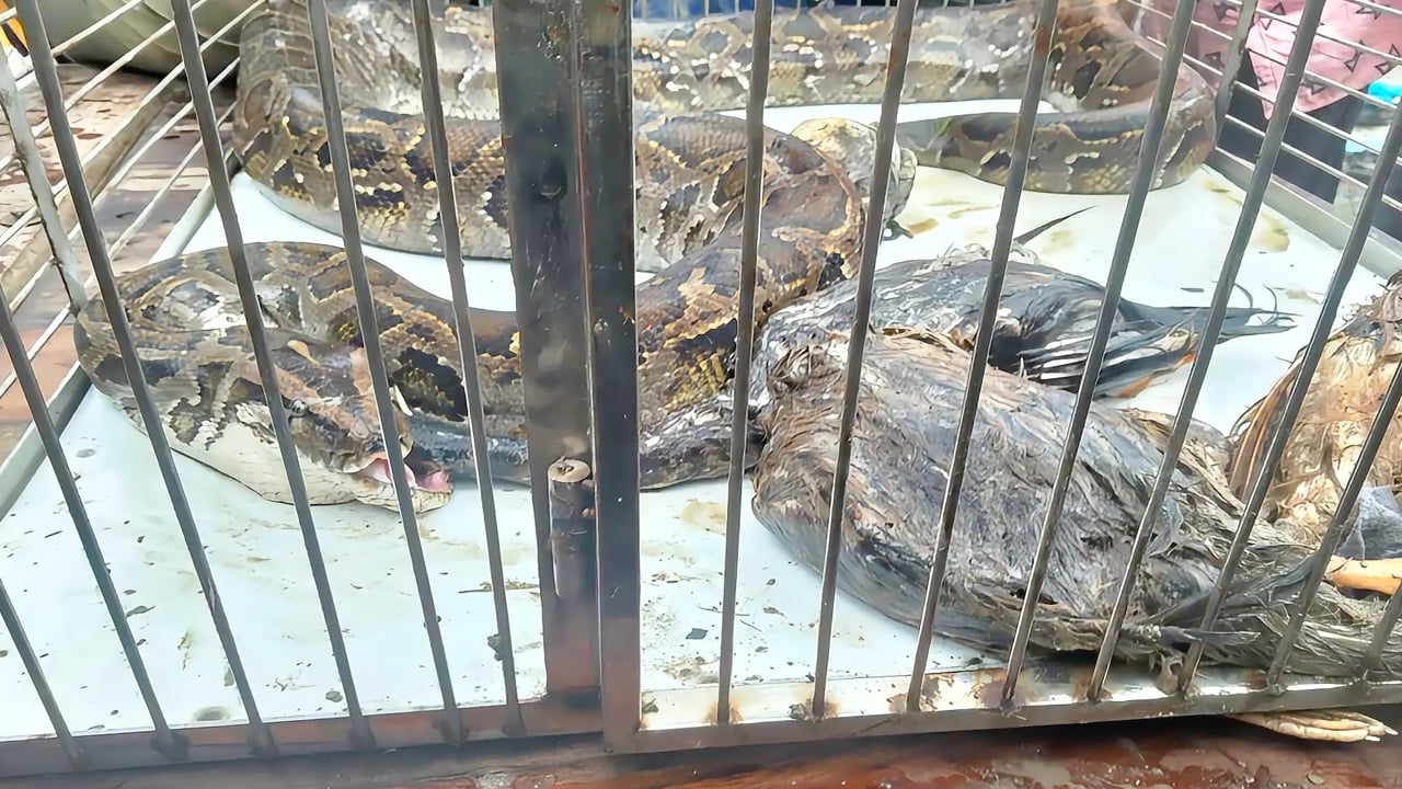 শ্যামনগরে লোকালয়ের মুরগির খামার থেকে ১৭ ফুট লম্বা অজগর উদ্ধার