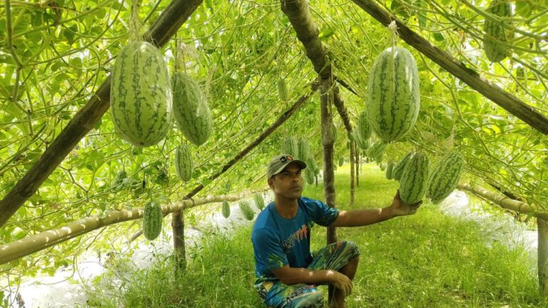 সিরাজগঞ্জের কামারখন্দে বিদেশি তরমুজ চাষে কৃষকের সাফল্য ও সরকারি সহায়তার প্রত্যাশা